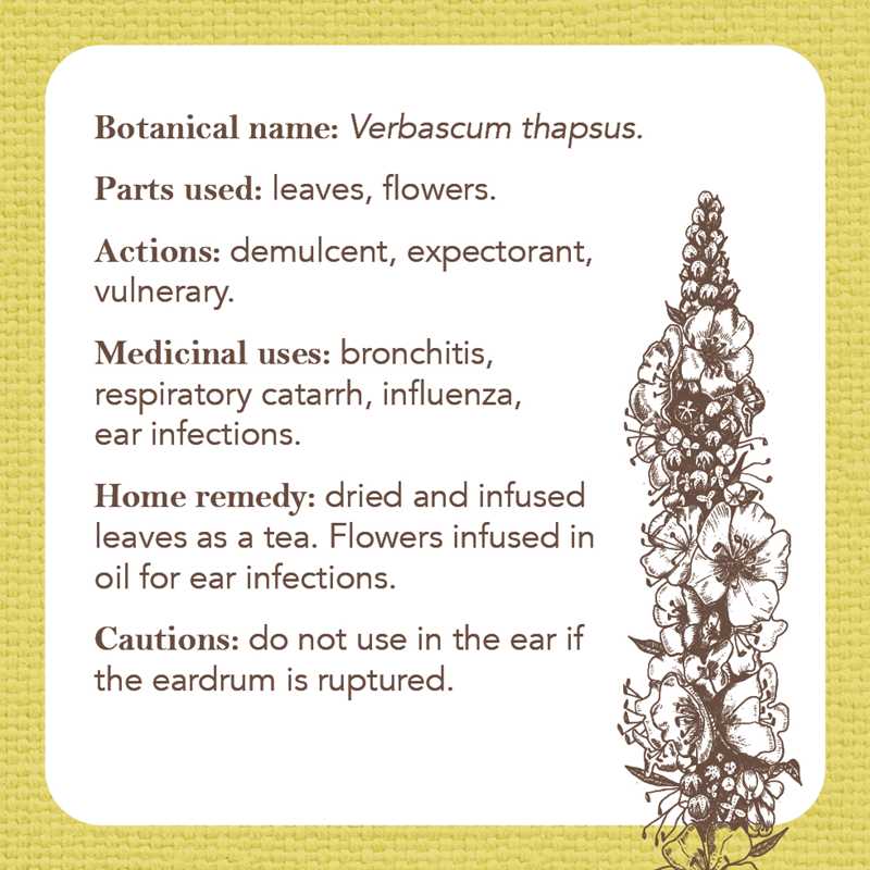 Simon & Schuster - Apothecary Flashcards by Nicola McIntosh