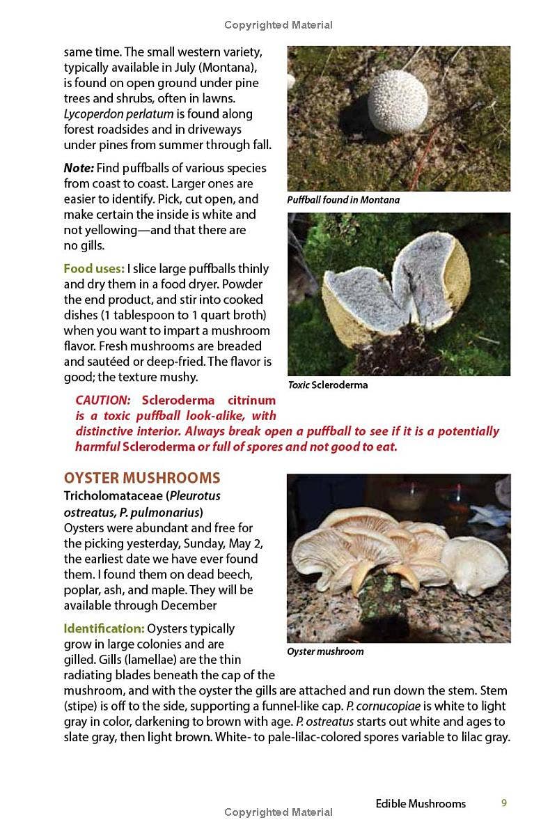 Close-up of white puffball mushrooms on mossy ground and sliced toxic Scleroderma mushroom showing interior