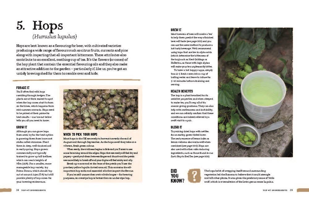 Open book pages about hops with text, a close-up photo of hop cones, and a cup of green herbal tea on a stone surface