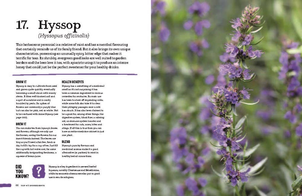 Page about Hyssop herb with detailed text and close-up photo of purple hyssop flowers