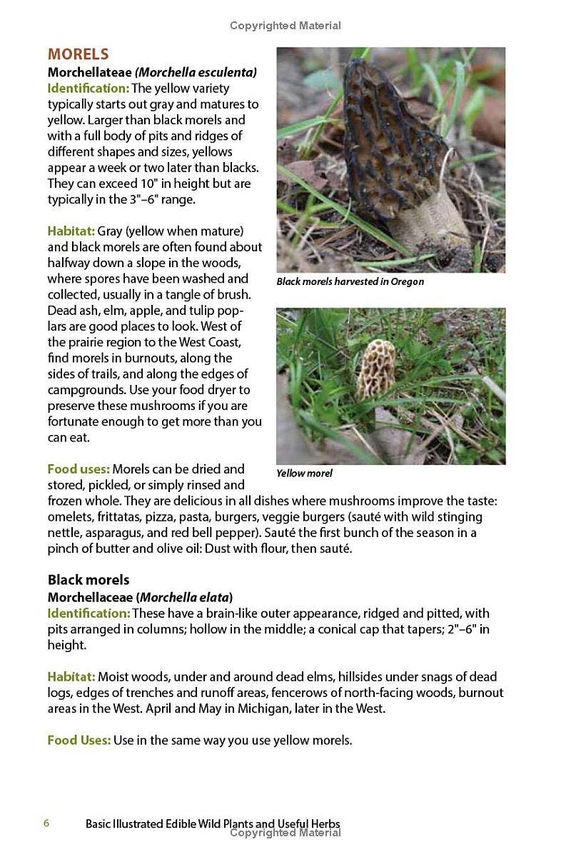 Close-up of two morel mushrooms, a black morel and a yellow morel, growing in natural grassy forest ground
