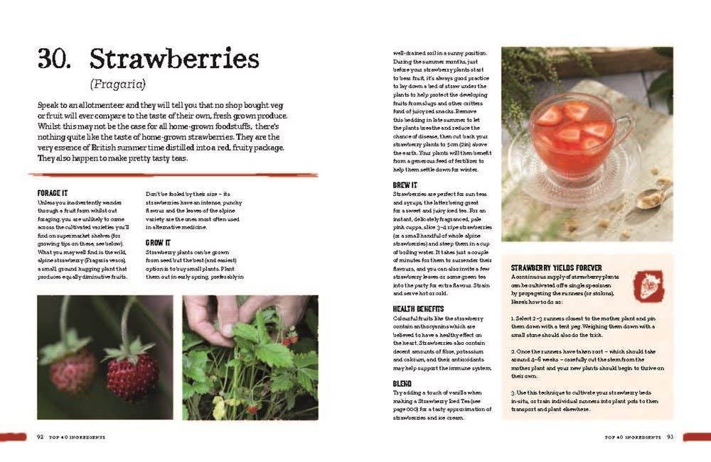 Open book spread about growing strawberries with photos of strawberries, seedlings, and strawberry tea. Natural remedies theme.