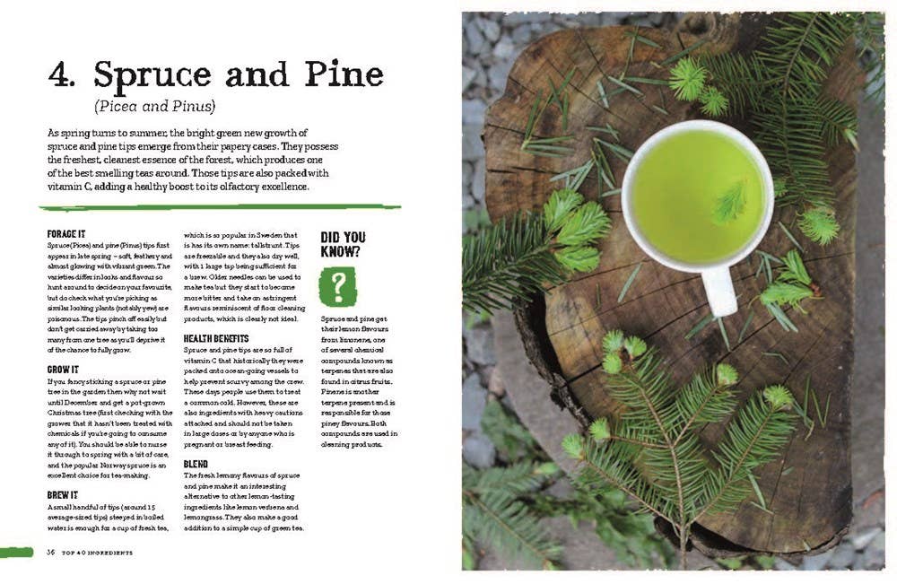 Open book page about spruce and pine tea with a cup of green herbal tea on wooden surface surrounded by pine needles