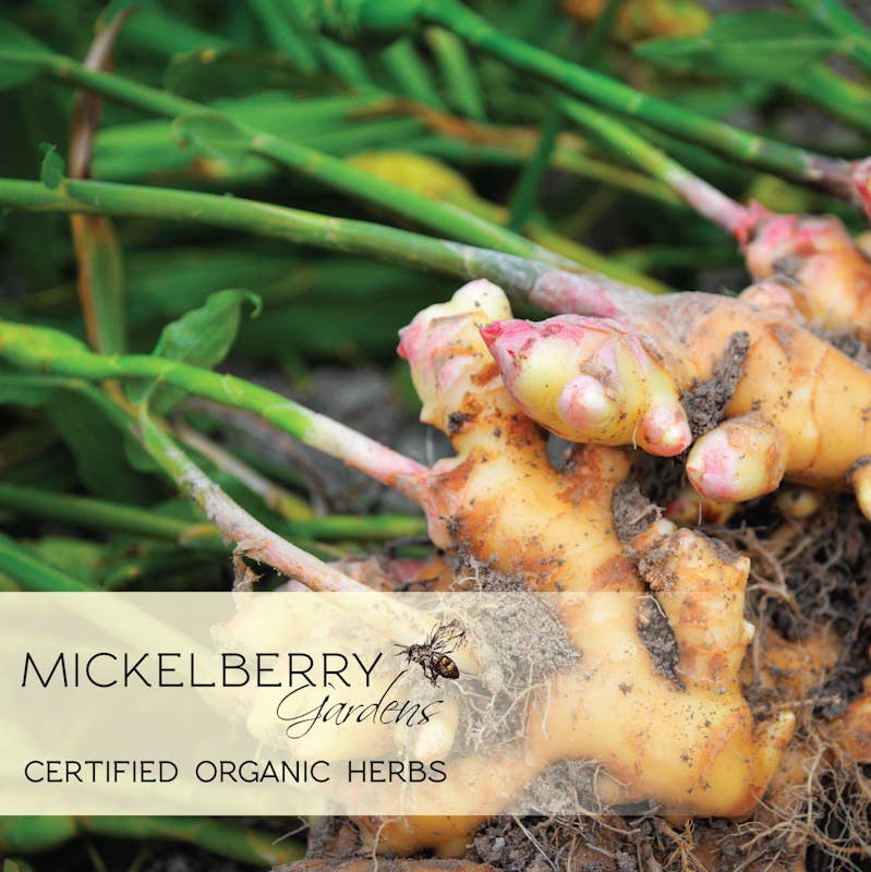 Mickelberry Gardens - Ginger Digestive Support Spray