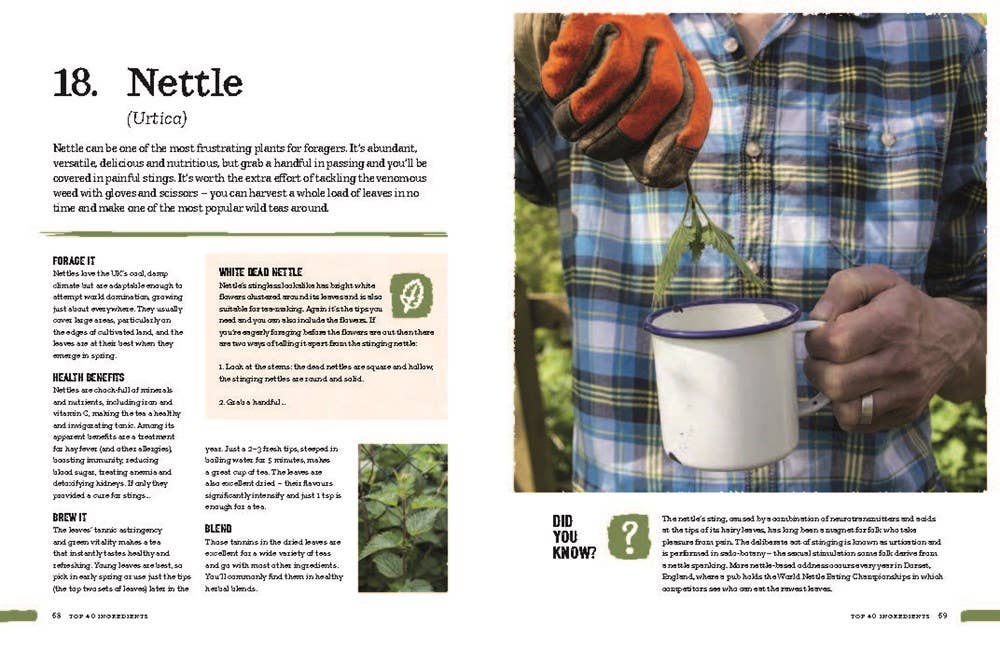Person in plaid shirt harvesting nettle leaves with gloves, pouring into white enamel mug, natural remedies focus