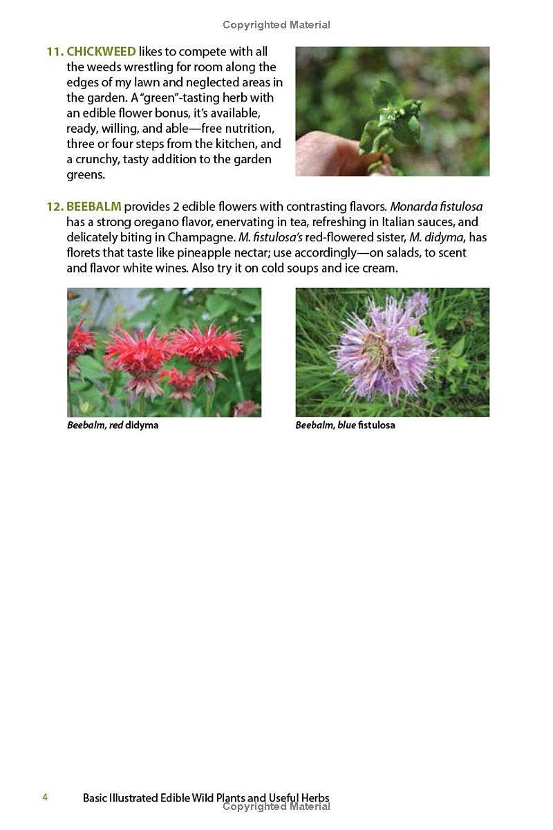 Red and blue beebalm flowers, natural remedies from Rooted In Faith Apothecary