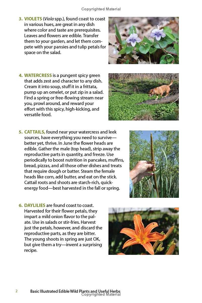 Page from a wild plants guide showing edible violets, watercress with dog, cattail held by hand, and orange daylily flower