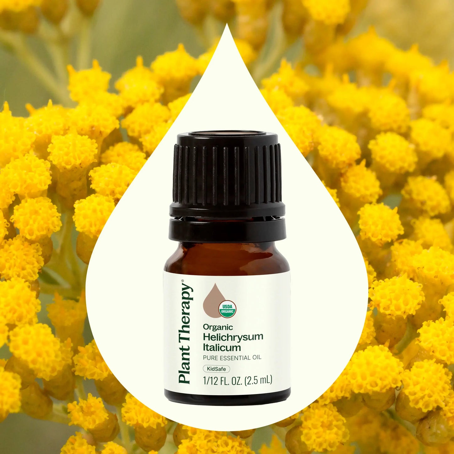 Plant Therapy USDA Certified Organic Helichrysum Italicum essential oil 2.5mL for skin rejuvenation, wrinkle reduction and immune support