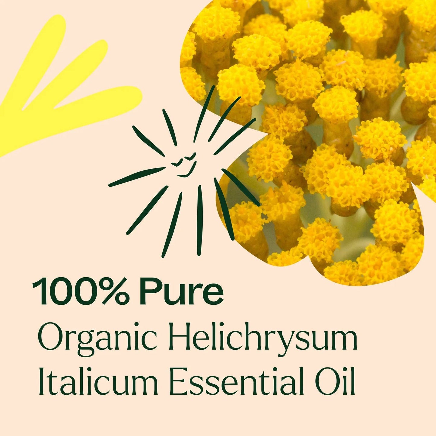 Plant Therapy USDA Certified Organic Helichrysum Italicum essential oil 2.5mL for skin rejuvenation, wrinkle reduction and immune support