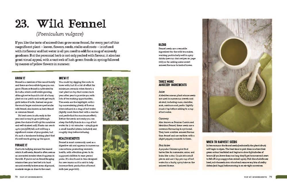 Open book spread on wild fennel with detailed text and a cup of green herbal tea with a mortar and pestle on wooden table